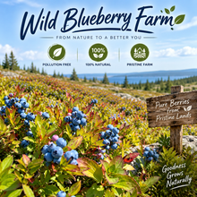 Premium Organic Maine Wild Blueberries | High-Anthocyanin Antioxidant Superfood - WHM