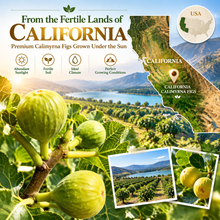 Premium California Calimyrna Figs | Naturally Sweet, Fiber-Rich & No Added Sugar - WHM