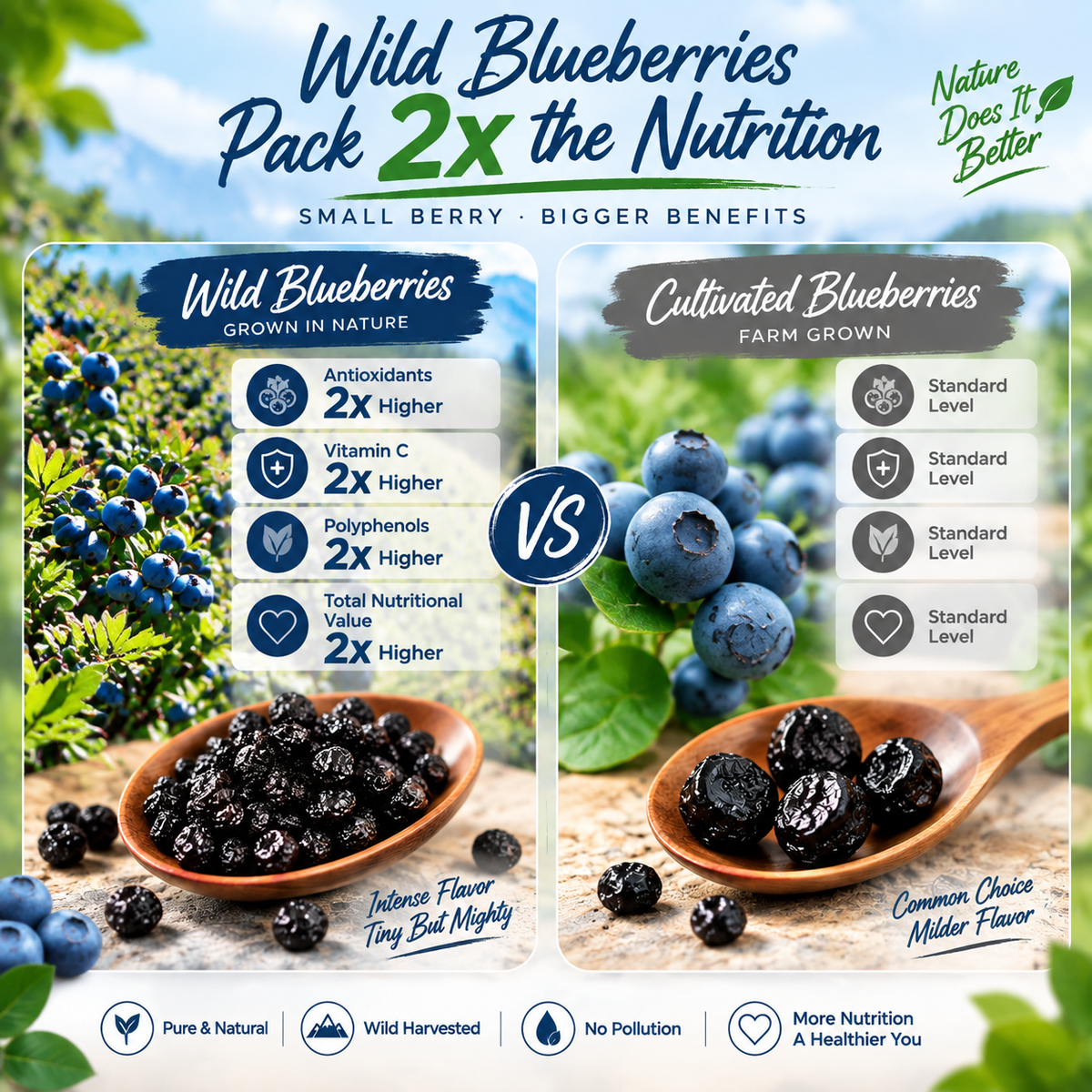 Premium Organic Maine Wild Blueberries | High-Anthocyanin Antioxidant Superfood - WHM